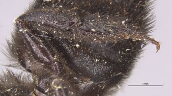 Media type: image;   Entomology 16205 Aspect: Leg hind